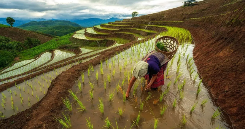 How Nagaland’s 500-Year-Old Zabo Farming System Saves Water and Grows Food Sustainably