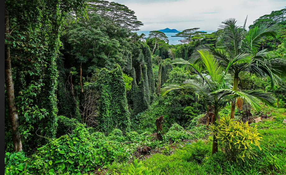 Africa’s Forests Have Switched Sides. The Carbon Math Just Changed.