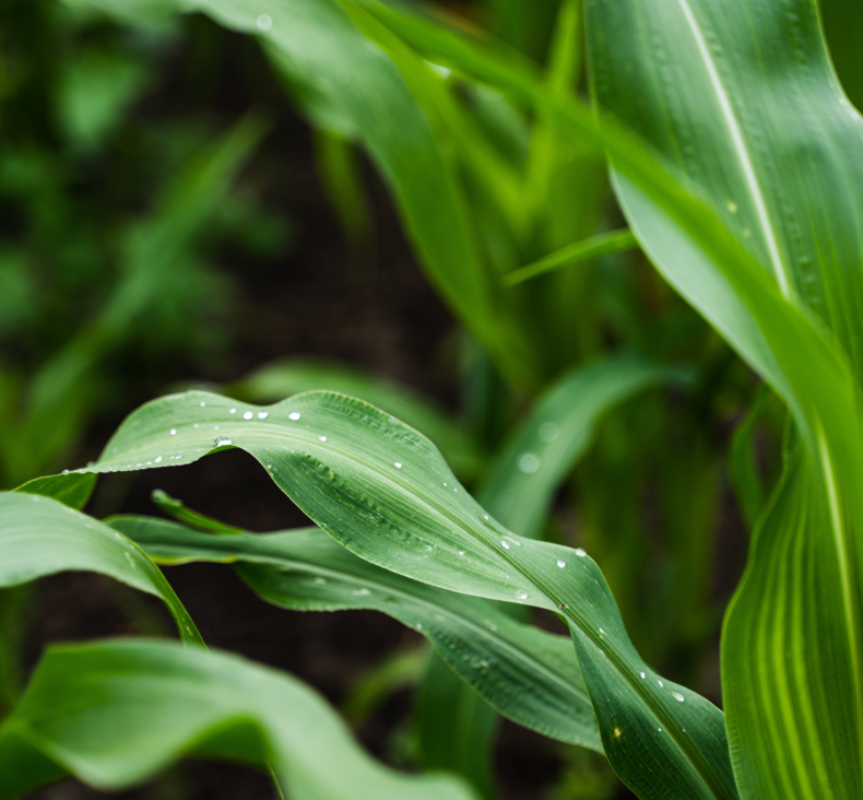 Traceability under the LSRS: what changed and what it means